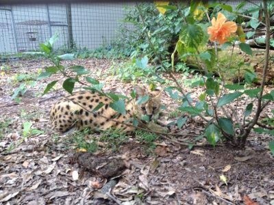 The flowers are blooming all over Big Cat Rescue