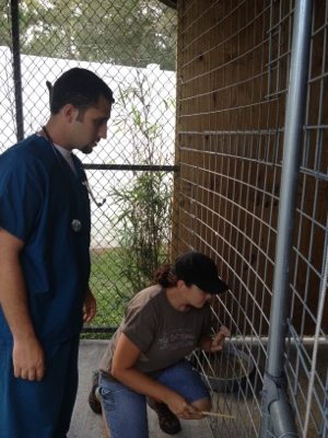 Dr. Boorstein and Jamie Veronica check to see if cougar is asleep