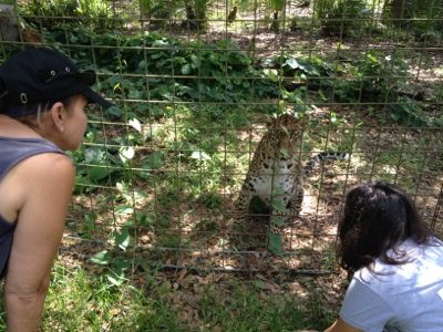 20120710-123217.jpg  Today at Big Cat Rescue July 10 20120710 123217