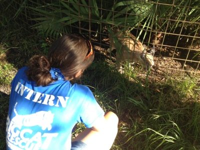 Intern visits with a caracal