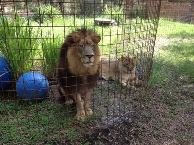 Joseph and Sasha the lions are all sleepy eyed first thing