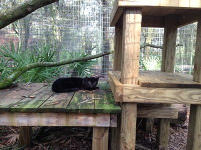 Three pound Geoffroy Cat looks tiny on her tree house