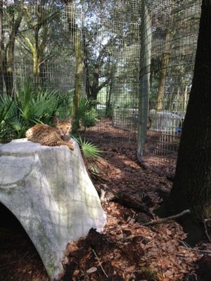 A rare glimpse of Diablo the Savannah Cat