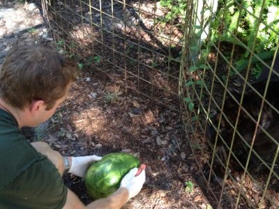 Sabre the leopard gets watermelon enrichment