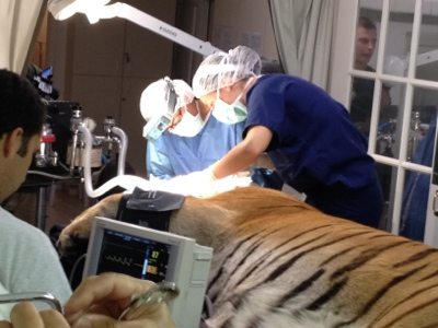 20120715-125929.jpg  Today at Big Cat Rescue July 15 Tiger Eye Surgery 20120715 125929