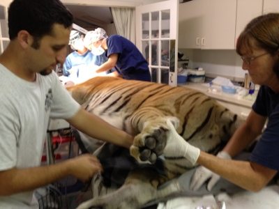 20120715-130014.jpg  Today at Big Cat Rescue July 15 Tiger Eye Surgery 20120715 130014