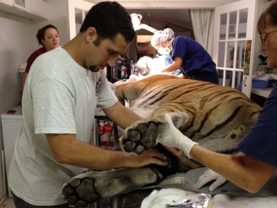 20120715-130028.jpg  Today at Big Cat Rescue July 15 Tiger Eye Surgery 20120715 130028