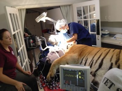 20120715-130043.jpg  Today at Big Cat Rescue July 15 Tiger Eye Surgery 20120715 130043