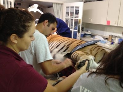 20120715-130119.jpg  Today at Big Cat Rescue July 15 Tiger Eye Surgery 20120715 130119