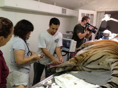20120715-130151.jpg  Today at Big Cat Rescue July 15 Tiger Eye Surgery 20120715 130151