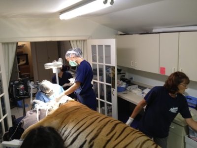 20120715-130222.jpg  Today at Big Cat Rescue July 15 Tiger Eye Surgery 20120715 130222