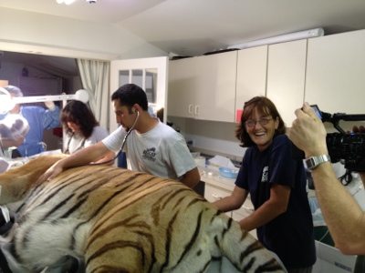 20120715-130309.jpg  Today at Big Cat Rescue July 15 Tiger Eye Surgery 20120715 130309