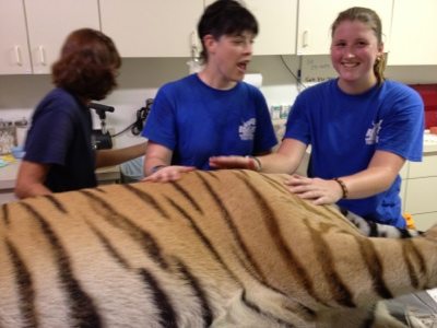 20120715-130527.jpg  Today at Big Cat Rescue July 15 Tiger Eye Surgery 20120715 130527