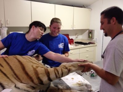 20120715-130547.jpg  Today at Big Cat Rescue July 15 Tiger Eye Surgery 20120715 130547
