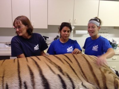 20120715-130623.jpg  Today at Big Cat Rescue July 15 Tiger Eye Surgery 20120715 130623