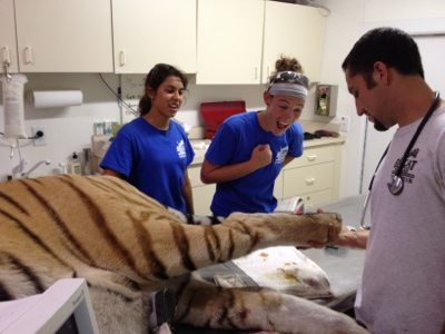 20120715-130632.jpg  Today at Big Cat Rescue July 15 Tiger Eye Surgery 20120715 130632