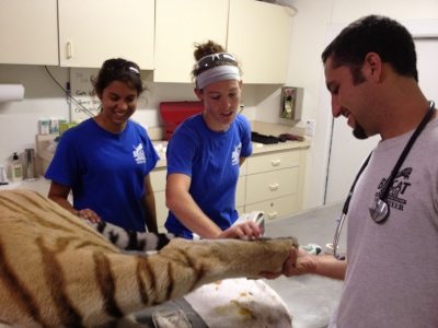 20120715-130642.jpg  Today at Big Cat Rescue July 15 Tiger Eye Surgery 20120715 130642