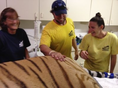 20120715-130727.jpg  Today at Big Cat Rescue July 15 Tiger Eye Surgery 20120715 130727
