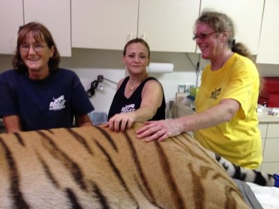 20120715-130802.jpg  Today at Big Cat Rescue July 15 Tiger Eye Surgery 20120715 130802