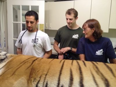 20120715-130826.jpg  Today at Big Cat Rescue July 15 Tiger Eye Surgery 20120715 130826