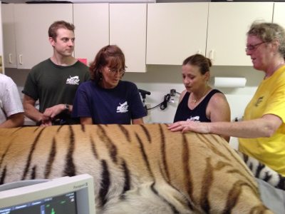 20120715-130834.jpg  Today at Big Cat Rescue July 15 Tiger Eye Surgery 20120715 130834