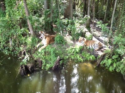 Tigers lounging on the lake bank at Big Cat Rescue