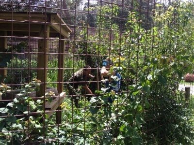 Moses and Bailey's cage is full of plants so volunteers weed out a bit
