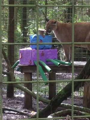 Enya the cougar checks out her octopus enrichment  Today at Big Cat Rescue July 19 Hard Work and Playtime 20120719 180639
