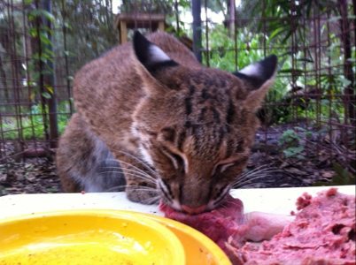 Will the bobcat enjoying some Natural Balance Carnivore Diet  Today at Big Cat Rescue July 23 20120723 184127