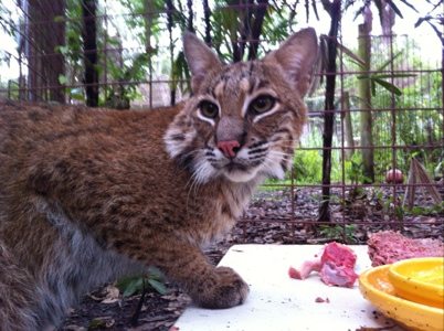 Will the bobcat always looks so sad even at the happy time of day  Today at Big Cat Rescue July 23 20120723 184155