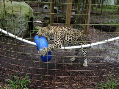 Reno the leopard never looks sad  Today at Big Cat Rescue July 23 20120723 184206