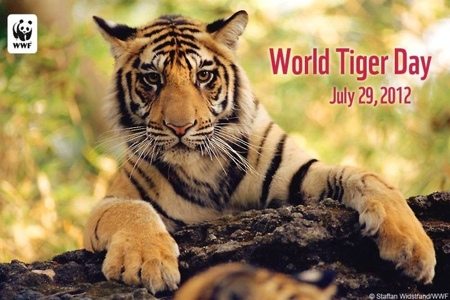 20120729-164011.jpg  Today at Big Cat Rescue July 29 World Tiger Day 20120729 164011
