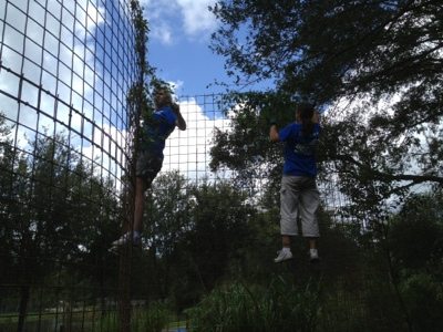 Volunteers clearing vines off the hot wire on cage  Today at Big Cat Rescue July 29 World Tiger Day 20120729 164017