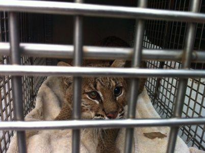Tommie Girl bobcat gets moved out of rehab area since her sight has not been restored.  She will live with us forever.