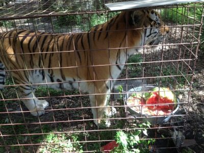 TJ tiger takes his watermelon straight to the waterbowl to make a cool drink