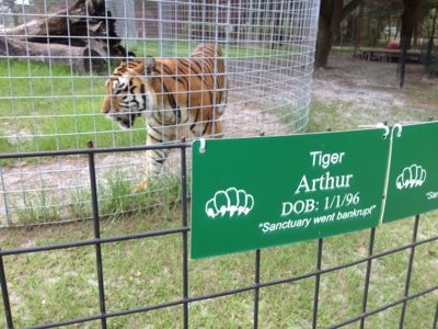 Texas tigers line up for watermelon at Big Cat Rescue