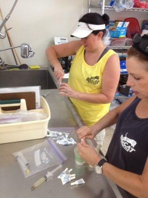 Barbara and Kathryn get flea meds ready to treat the big cats