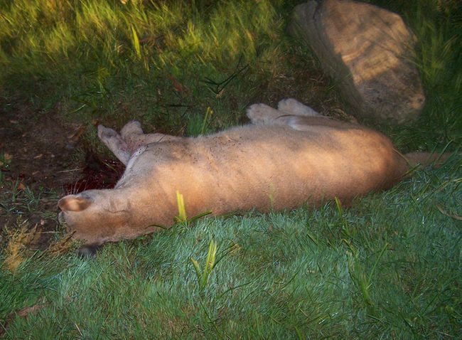 Declawed Cougar Kills Dog