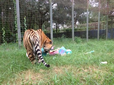 Tigers appreciate enrichment made by campers