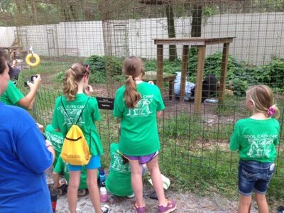Sabre the black leopard gets an elephant from Summer Campers