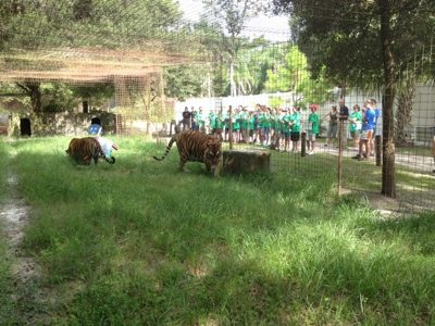 Tigers tear up the cardboard prey animals made by Campers