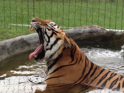 Texas tiger, Arthur yawning in the pool at Big Cat Rescue