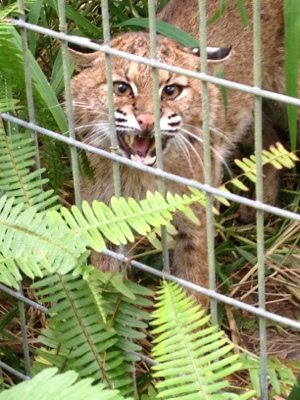 Skip the bobcat is feisty as ever