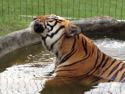 Texas tiger, Arthur, enjoying in the pool at Big Cat Rescue