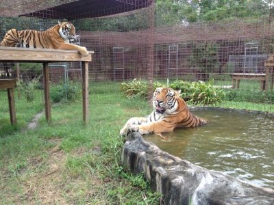 Amanda tiger on platform and Arthur tiger in pool