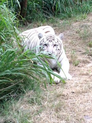 Zabu the white tigress thinks the grass has her hidden 