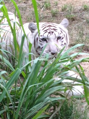 Zabu the white tiger thinks I can't see her