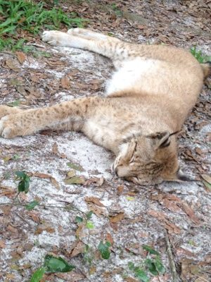 Ancient Siberian Lynx sleeps soundly on the soft sand