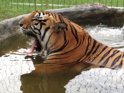 Texas tiger, Arthur, enjoying in the pool at Big Cat Rescue