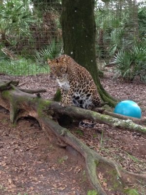 Jade and Armani leopards try a dual sneak approach